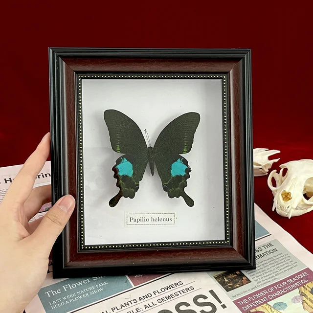 Real Framed Assorted Butterflies, Beautiful Framed Butterfly Wall Decor, Unique Taxidermy Collectables, Entomology Specimen