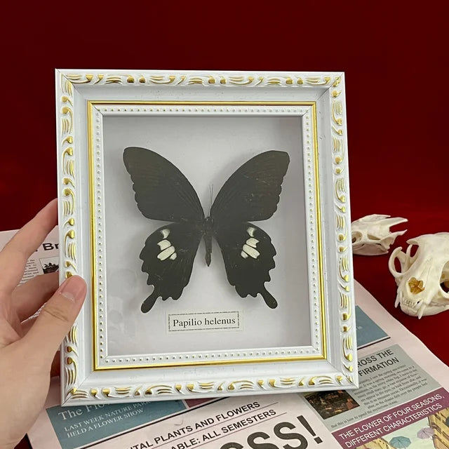 Real Framed Assorted Butterflies, Beautiful Framed Butterfly Wall Decor, Unique Taxidermy Collectables, Entomology Specimen