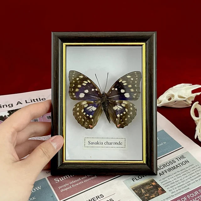 Real Framed Assorted Butterflies, Beautiful Framed Butterfly Wall Decor, Unique Taxidermy Collectables, Entomology Specimen