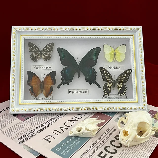 Real Framed Assorted Butterflies, Beautiful Framed Butterfly Wall Decor, Unique Taxidermy Collectables, Entomology Specimen