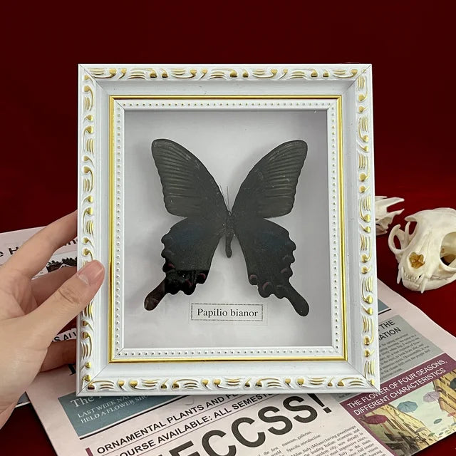 Real Framed Assorted Butterflies, Beautiful Framed Butterfly Wall Decor, Unique Taxidermy Collectables, Entomology Specimen