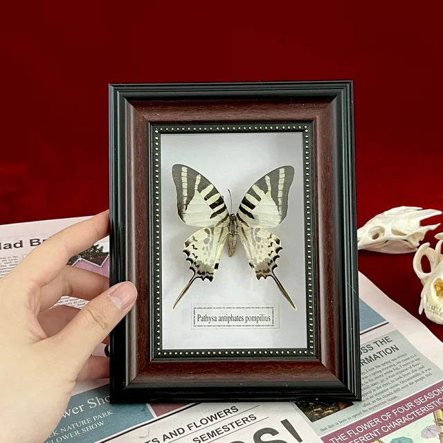 Real Framed Assorted Butterflies, Beautiful Framed Butterfly Wall Decor, Unique Taxidermy Collectables, Entomology Specimen