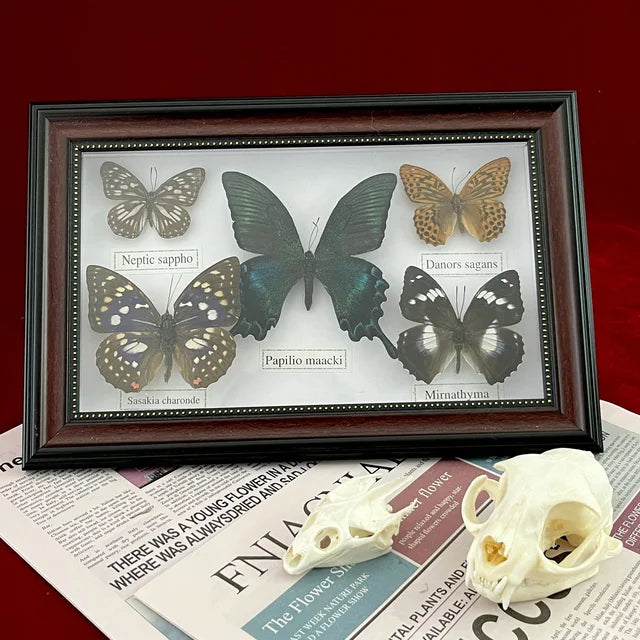 Real Framed Assorted Butterflies, Beautiful Framed Butterfly Wall Decor, Unique Taxidermy Collectables, Entomology Specimen