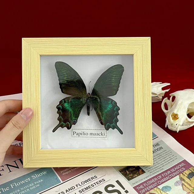 Real Framed Assorted Butterflies, Beautiful Framed Butterfly Wall Decor, Unique Taxidermy Collectables, Entomology Specimen