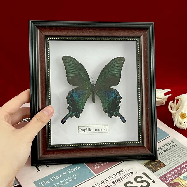 Real Framed Assorted Butterflies, Beautiful Framed Butterfly Wall Decor, Unique Taxidermy Collectables, Entomology Specimen
