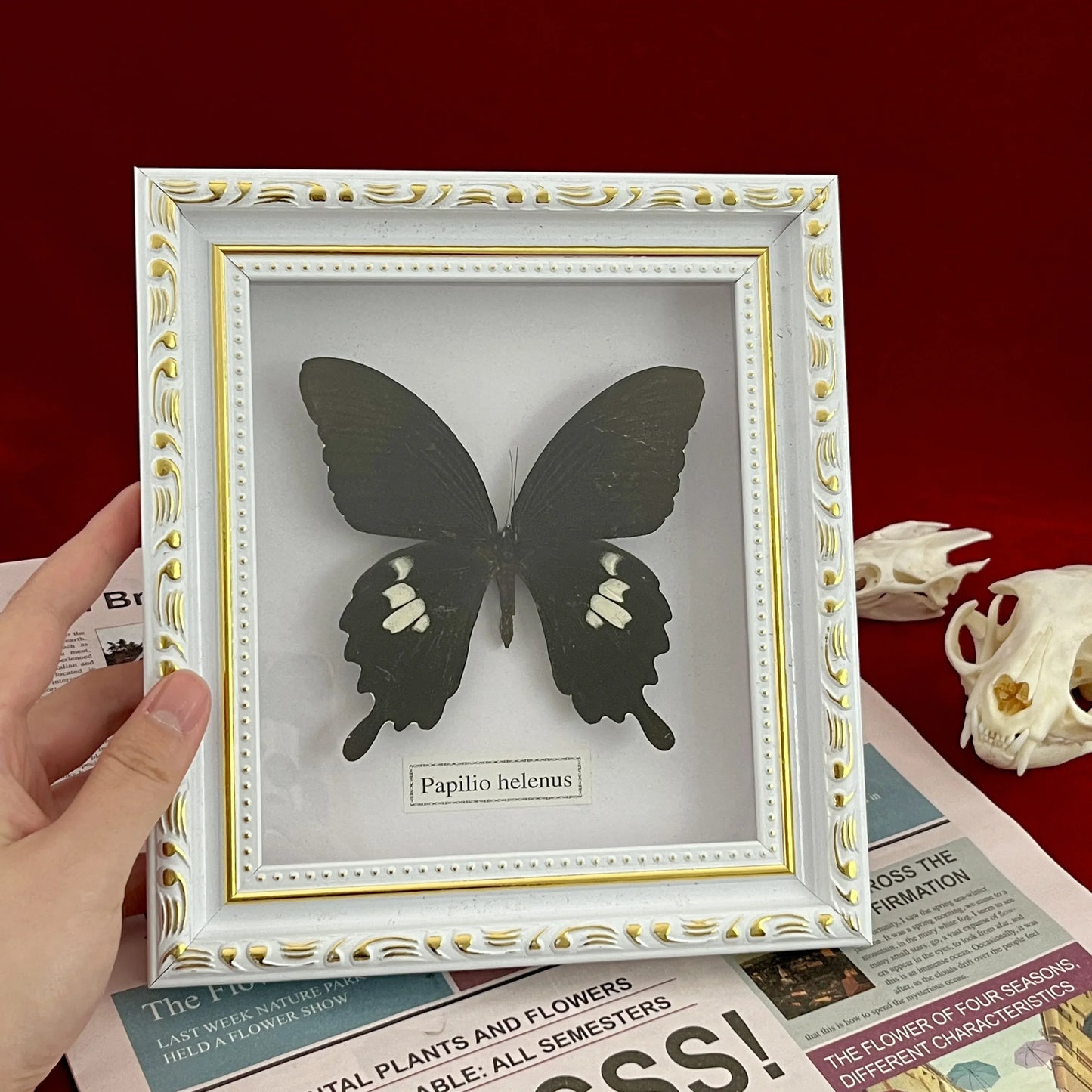 Real Framed Assorted Butterflies, Beautiful Framed Butterfly Wall Decor, Unique Taxidermy Collectables, Entomology Specimen